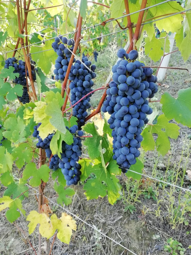 nebbiolo_pian_del_bosco